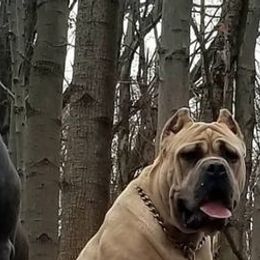 Cane Corso from Battlefield Cane Corso
