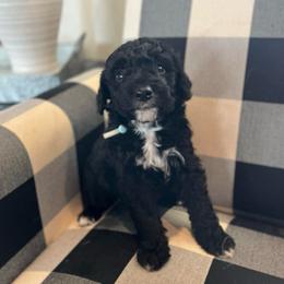 Rain - White and black male Bordoodle puppy in Valley Center, California from Circle R Valley Bordoodls