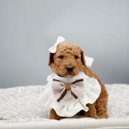 Yellow collar girl - Red  female Goldendoodle puppy in Spokane, Washington from Beloved_doodles_WA