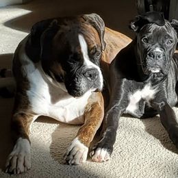 Boxers from Blooming Boxers