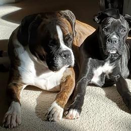 Boxers from Blooming Boxers