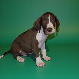 Kingston - Chocolate and white male Great Dane puppy in Walker, Louisiana from La Rebel Danes
