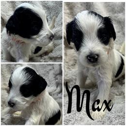 Max (Boy 2) - Parti male Goldendoodle puppy in Ankeny, Iowa from Iowadoodles2love