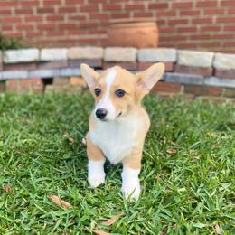 Paris - Sable female Pembroke Welsh Corgi puppy in Hueytown, Alabama from AAA Corgis
