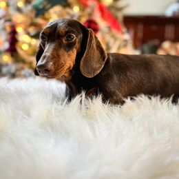 Moxie - Dachshund