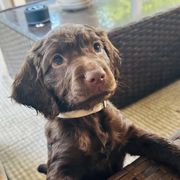 Girl white - Liver female Boykin Spaniel puppy in Dublin, Georgia from Ashcraft's Boykin Spaniels