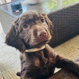 Girl white - Liver female Boykin Spaniel puppy in Dublin, Georgia from Ashcraft's Boykin Spaniels
