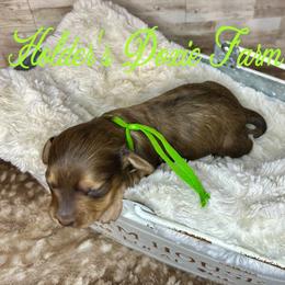 Jax - Cream male Dachshund puppy in Atwood, Oklahoma from Holder’s Doxie Farm