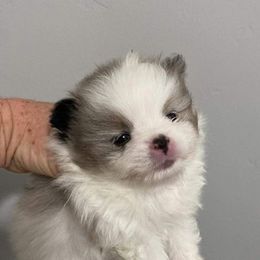 Pomeranian Puppies from My Star Pomeranian’s