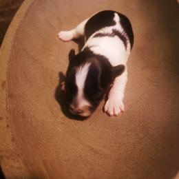 Yorkshire Terrier Puppies from Strohlz Yorkies