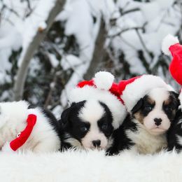 Cardigan Welsh Corgi Puppies from Grandiose Cardigan Welsh Corgis