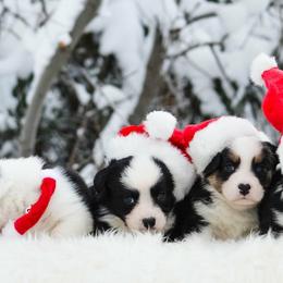 Cardigan Welsh Corgi Puppies from Grandiose Cardigan Welsh Corgis