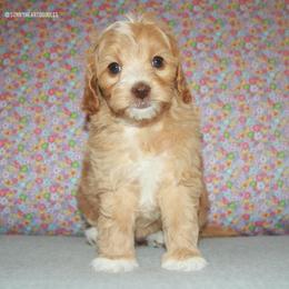 Lotus - Caramel female Australian Labradoodle puppy in Hackettstown, New Jersey from Sunny Heart Doodles
