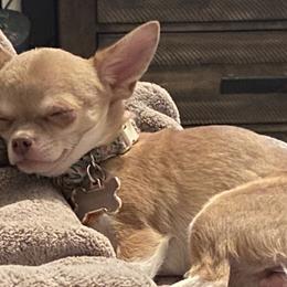 Chihuahuas from raven russell