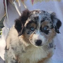 PJ on hold for now - Blue merle female Miniature American Shepherd puppy in Foley, Alabama from MorningStar Miniature American Shepherds