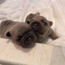 French Bulldog Puppies from Upcountry Frenchies