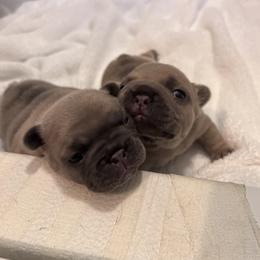 French Bulldog Puppies from Upcountry Frenchies