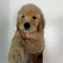 Girl 5 (orange collar) - Cream female Goldendoodle puppy in San Diego, California from Southside Doodles
