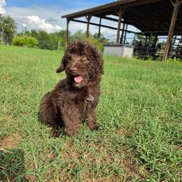 Almond - Brown and white female Aussiedoodle puppy in Lithia, Florida from Waterford Doodle Farm