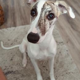 Whippet Puppies from Smithfield Park