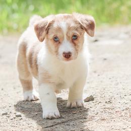 American Corgi, Cardigan Welsh Corgi, and Pembroke Welsh Corgi Puppies from Diamond Corgis