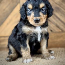 Aussiedoodle, Miniature Australian Shepherd, and Poodle Puppies from Classic K9’s  Aussies & Doodles