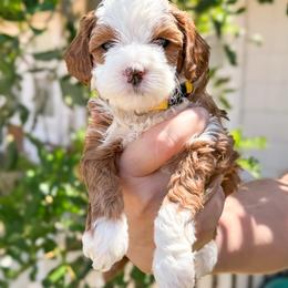 Shrimp - Red  female Goldendoodle puppy in Garden Grove, California from Sunkissed Doodles