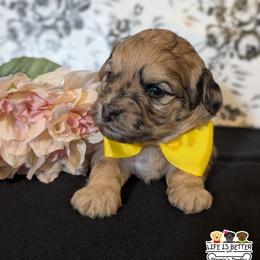 Yellow Boy - Merle male Shihpoo puppy in Rockledge, Florida from Stormie's Doodles