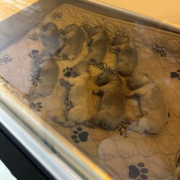 French Bulldog Puppies from Floofie Frenchies