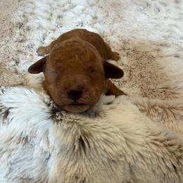 Puppy 1 - Red  male Poodle puppy in Davie, Florida from Dave Poodles