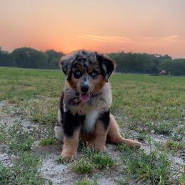 Miniature Australian Shepherd Puppies from Marie Aussies