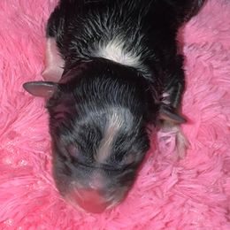 Eclipse - Black tri-color female Australian Shepherd puppy in Chaplin, Connecticut from Mystic Moon