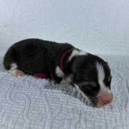 Burgundy Collar Female - Black and tan female Pembroke Welsh Corgi puppy in Victoria, Texas from Clear Creek Corgis