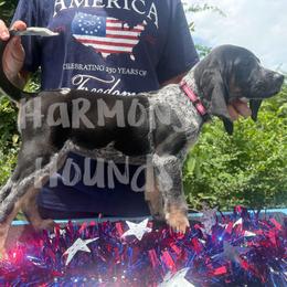 Ripple - Blue ticked and tan female Bluetick Coonhound puppy in Mount Pleasant, Texas from Harmons Hounds