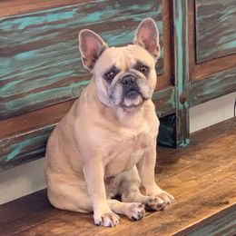 Yage (pronounced Yah.hay) - French Bulldog