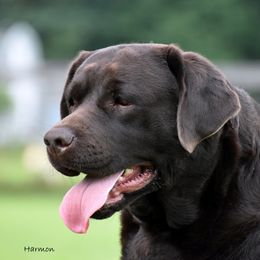 Hayden  - Labrador Retriever