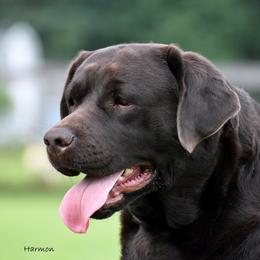 Hayden  - Labrador Retriever