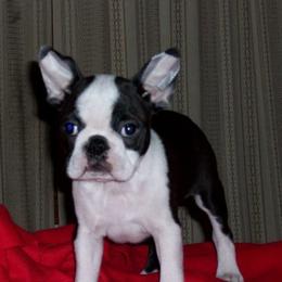 Boston Terriers from Deja-Vu Bostons