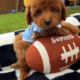 Jingle - Red male Maltipoo puppy in Sugar Land, Texas from Celebrity Maltipoos