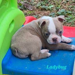 Ladybug - Lilac female Boston Terrier puppy in Griffin, Georgia from Celtic Performance Bostons