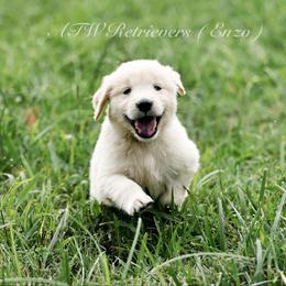 Enzo (Placement 7) - Golden male Golden Retriever puppy in Murfreesboro, Tennessee from ATW Retrievers