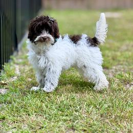 Milo - Chocolate male Australian Labradoodle puppy in Calhoun, Louisiana from Arrowhead Australian Labradoodles