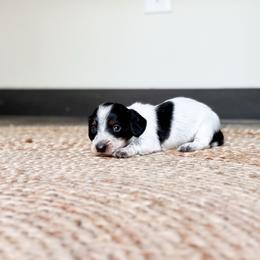 Stich - Piebald male Dachshund puppy in Salters, South Carolina from Long-Pine Dachshund