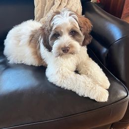Tessi - Australian Labradoodle