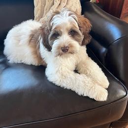 Tessi - Australian Labradoodle
