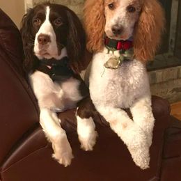 English Springer Spaniel, Poodle, and Springerdoodle All Grown Up from SpringerDoodles at the Beach
