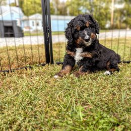 Bernedoodle Puppies from Rafter 58 Bernedoodles