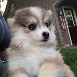 Pomsky Puppies from Luxury Pomsky