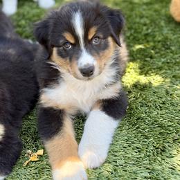 Birch - Black tri-color male Australian Shepherd puppy in Salinas, California from AA Aussies
