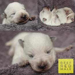 Reef - Red speckled male Australian Cattle Dog puppy in Gatlinburg, Tennessee from Greenbrier